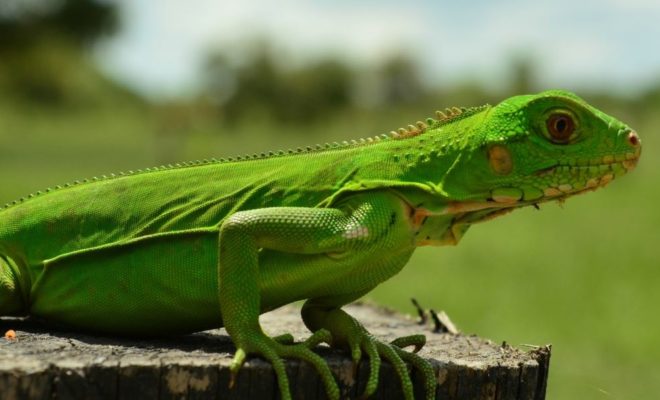 Esfera viva, fauna silvestre, fauna, conservación, proteción, valle de aburrá, medio ambiente, Medellín, Antioquia, Corantioquia