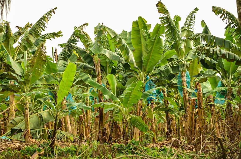 cultivo de plátano, cultivo de banano, industria bananera, urabá, antioquia, colombia