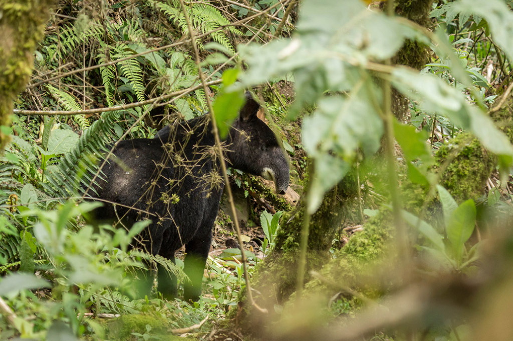 Danta de páramo (Tapirus pinchaque)