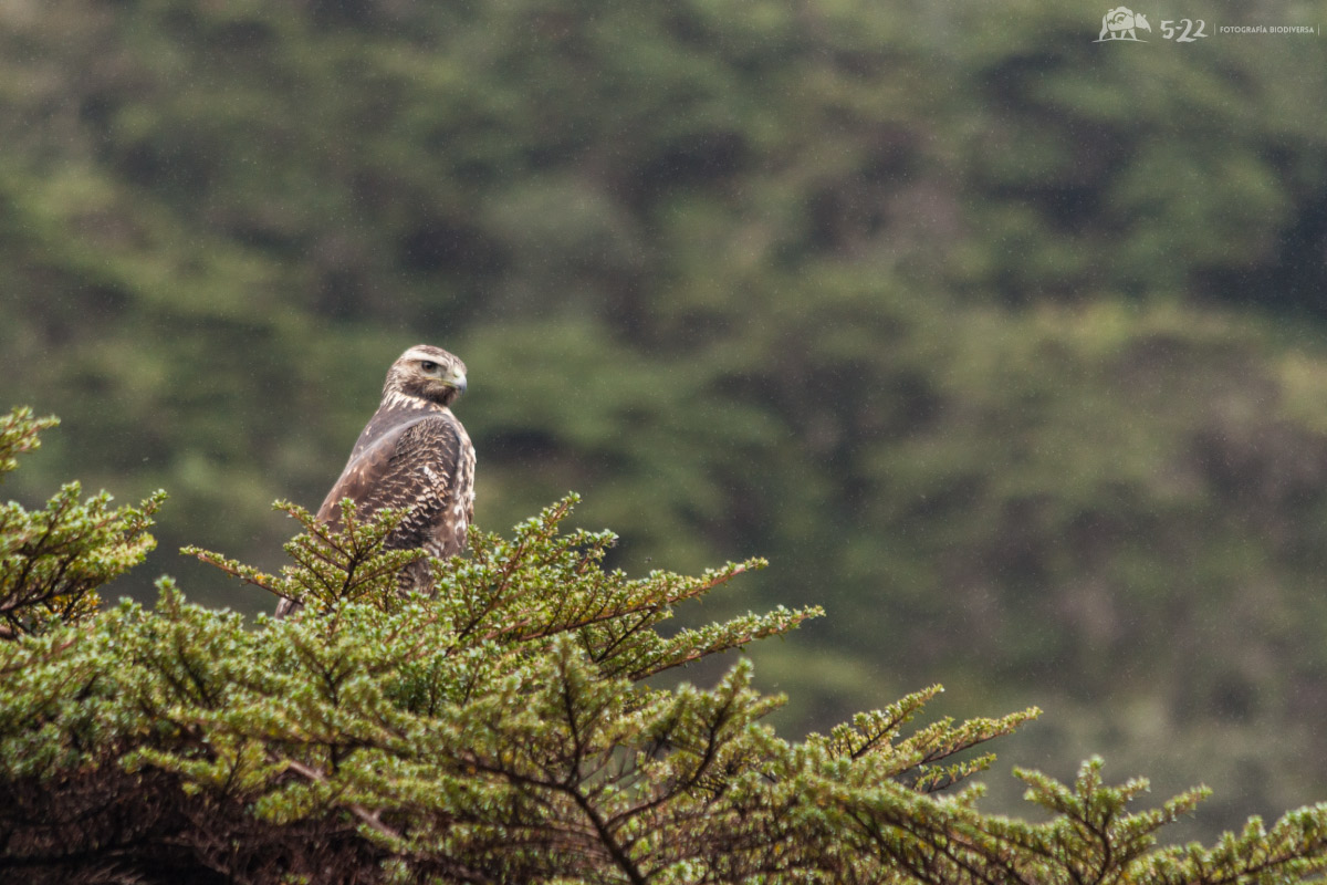 Águila-de-páramo-(Geranoaetus-melanoleucus),- | Esfera Viva