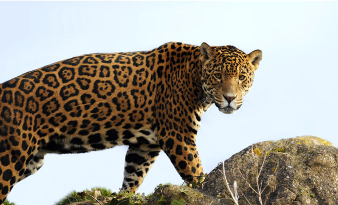 jaguar, colombia, cundinamarca, noticia ambiental, esfera viva, biodiversidad colombia, car cundinamarca