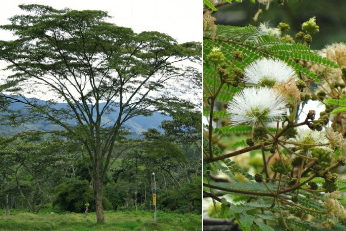 10 árboles nativos que habitan el Valle de Aburrá | Esfera Viva
