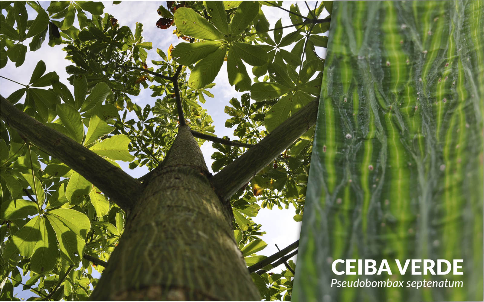 Ceiba verde
