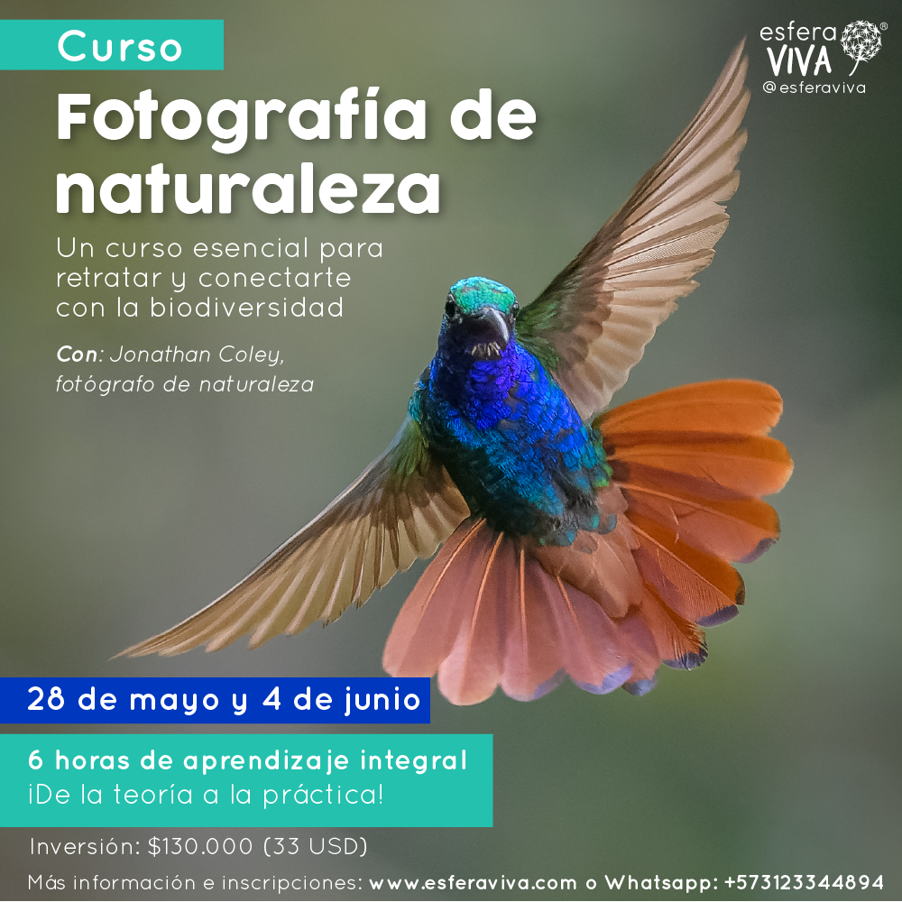 curso de fotografia, fotografia de naturaleza, fotografía, aves, colombia, medellin, esfera viva, sostenibilidad, educación ambiental